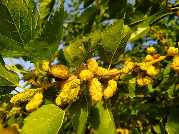 Photo closeup of the branch of morus alba known as white mulberry common mulberry silkworm mulberry