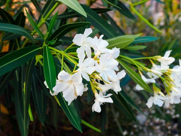 Closeup of a branch of an oleander blooming with white flowers