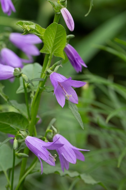 Closeup of the branch of the Otran field bell Campanula on a natural green background