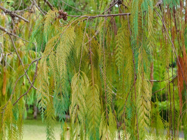 Dendrological Park에 있는 Cashmere Cypress Cupressus cashmeriana의 가지를 닫습니다.