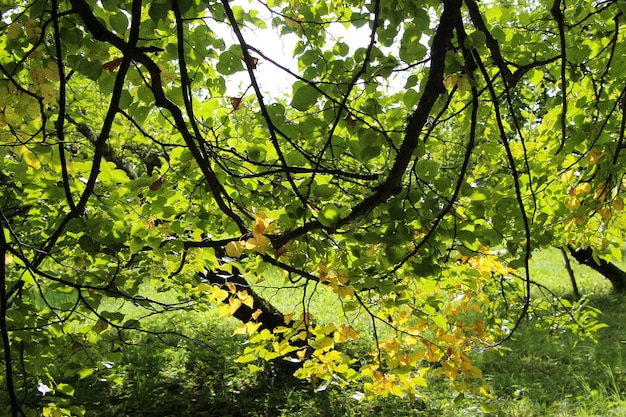 公園のハンノキの木の枝や葉のクローズアップ