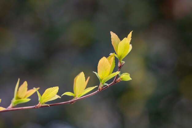 Closeup of branches of trees and shrubs with buds and first leaves in spring