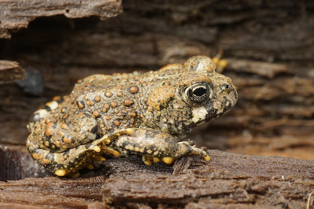 Primo piano su un giovane color ottone del rospo occidentale, anaxyrus boreas seduto su legno