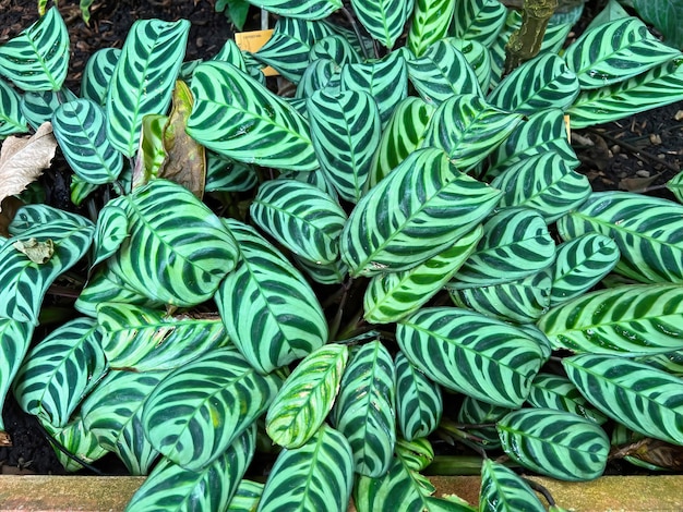 ブラジルの魚の骨の祈りの植物、楕円形の縞模様の Ctenanthe burle-marxii のクローズ アップ