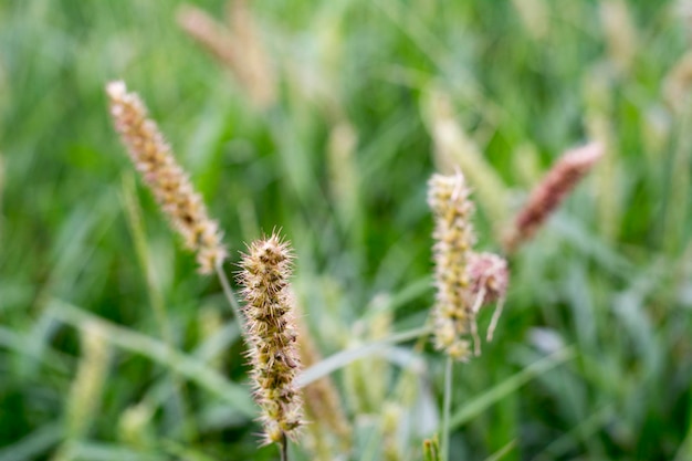 Closeup of a brazilian plant named burr carrapicho