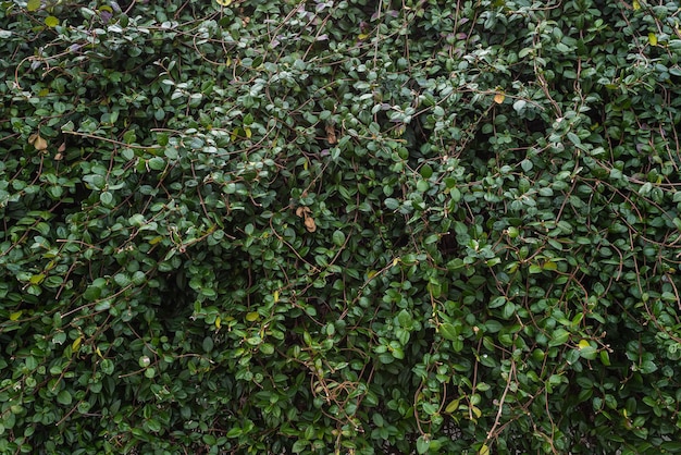 Closeup of a bright green bush and a huge number of small leaves neatly trimmed Hedge