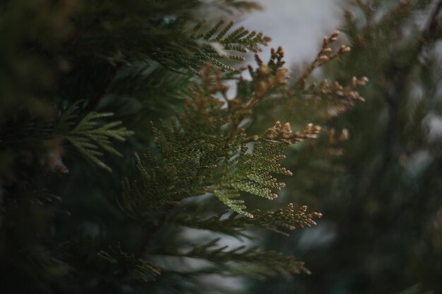 Closeup of bright green texture of natural greenery of the needles of thuja tree selective focus int