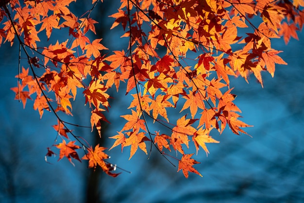 Closeup of bright orange autumn leaves on a tree outd