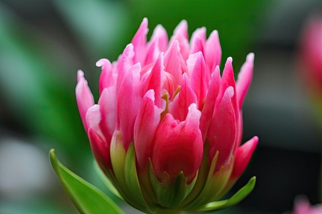 Closeup of bright pink blooming flower bud and its delicate petals created with generative ai