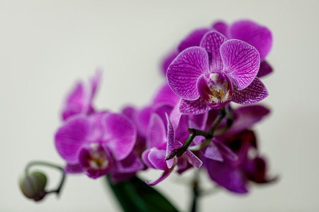 Closeup of bright pink orchid.