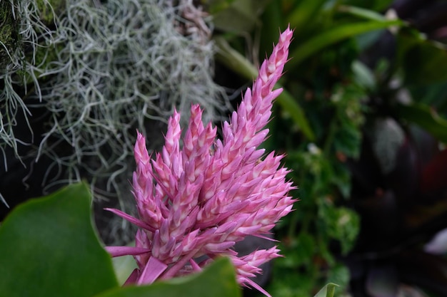 Closeup of bright pink tropical flower