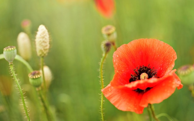 Closeup on bright red poppy flower head, nice blurred background - space for text - on left side