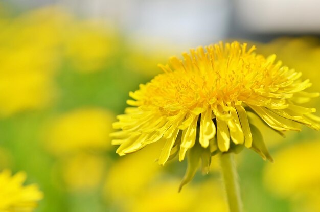 Closeup bright yellow dandelion flower spring Macro photo Soft focus