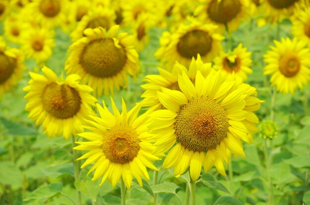 Closeup of a bright yellow sunflowers