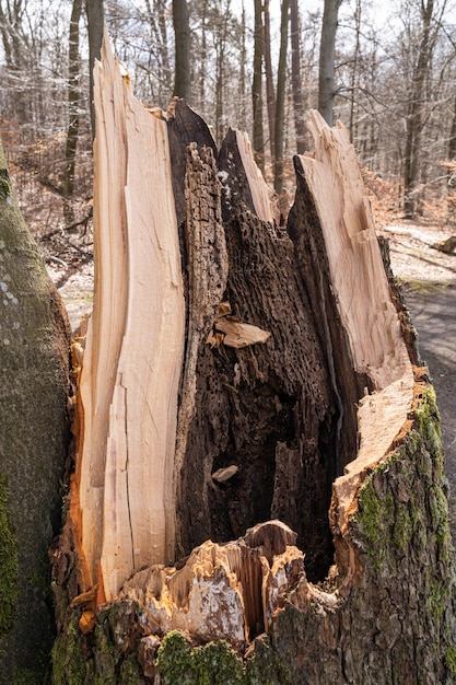 Closeup of a broken tree trunk covered with moss