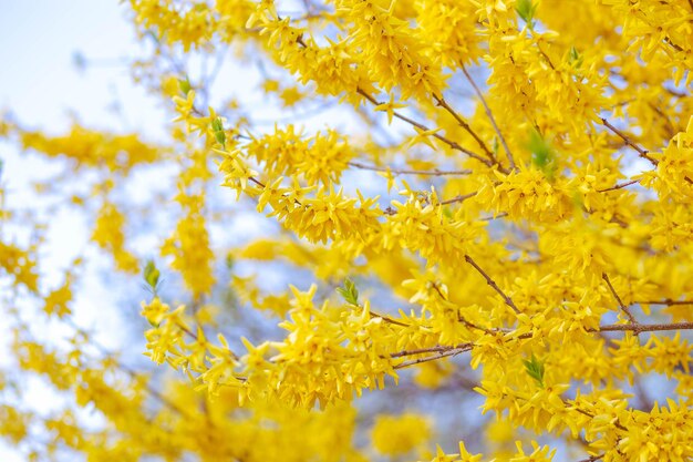 Closeup of broom yellow flowers on grey blurred background