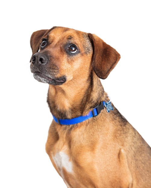 Closeup Brown Common Breed Dog