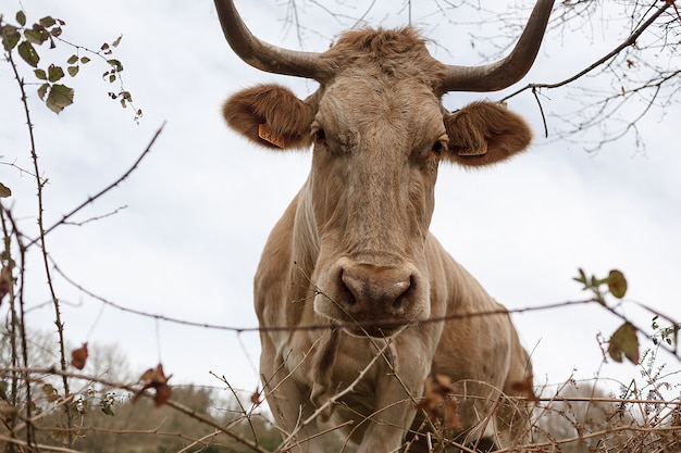 Closeup of a brown cow with a number on its ear grazing in a meadow in spring. Agriculture, breeding cattle concept