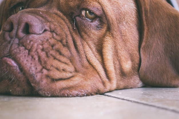 Photo closeup of a brown dog looking at you