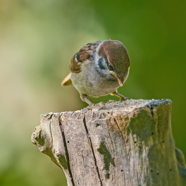 Primo piano di un uccello passero giardino marrone che mangia semi piccolo uccellino seduto su un tronco d'albero in un giardino o una foresta all'aperto con spazio di copia birdwatching per studiare la fauna selvatica nel loro ambiente naturale