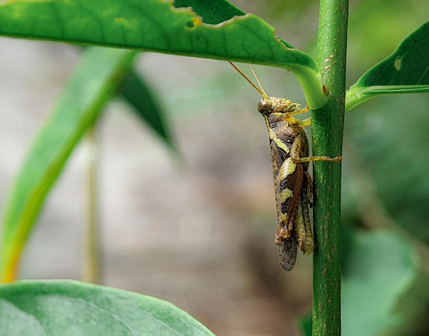 Closeup brown grasshopper on a green leaf