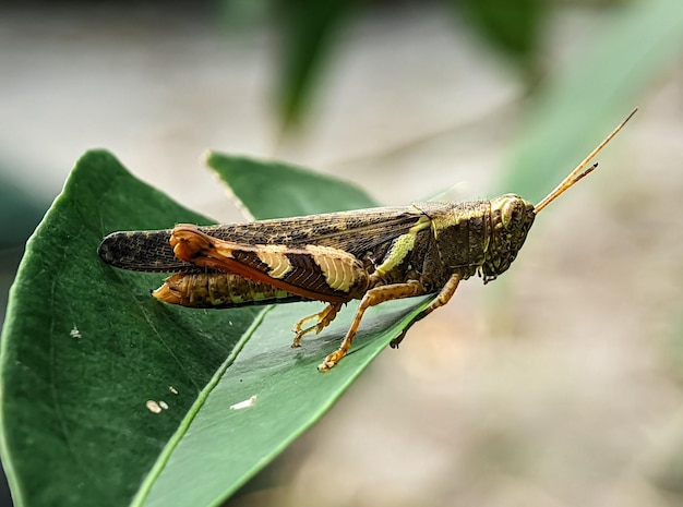 Closeup brown grasshopper on a green leaf