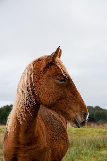 Closeup of a brown horse looking aside with a background of a green field and a sky