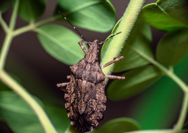 Близкий взгляд на коричневого мраморного вонючего жука, Halyomorpha halys, стоящего на тонком растении