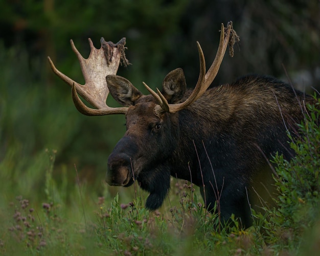 Closeup of brown moose standing on grassland