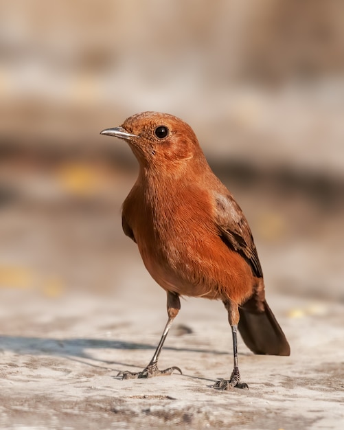 A closeup of brown rockchat having fine feather details