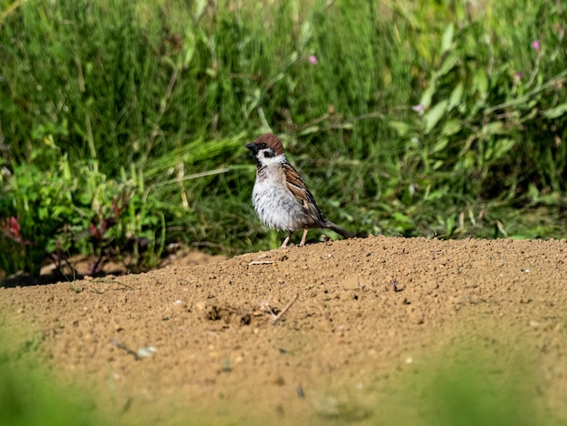 Closeup of a brown sparrow on the ground