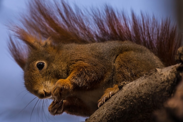 Primo piano di uno scoiattolo marrone con capelli rossi lisci su un albero