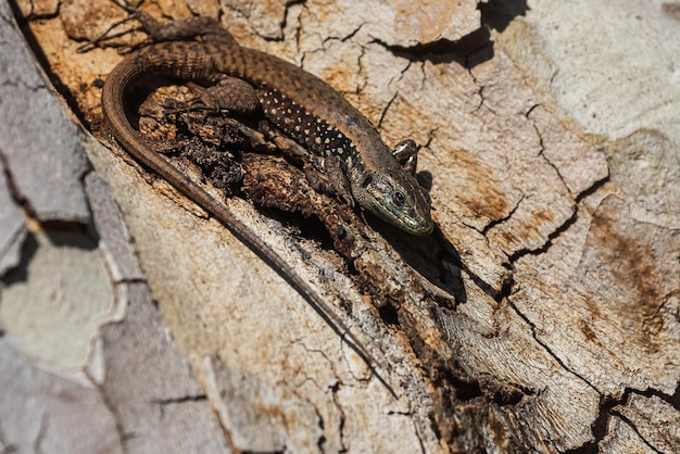 Closeup brown tree lizard against the background of tree bark Protective coloring of the lizard