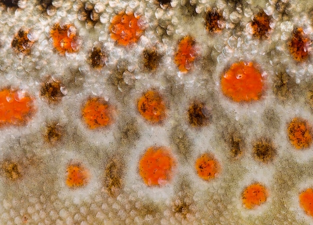 Closeup of brown trout scales