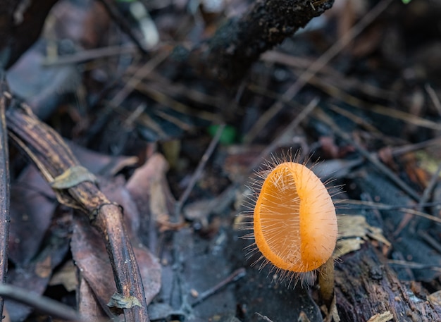 Photo closeup brown wild mushrooms on tree branch in nature. concept life in nature