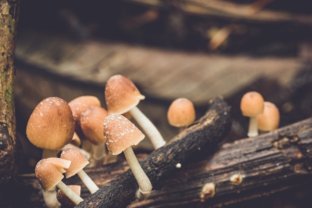 Closeup brown wild mushrooms on tree branch in nature. concept life in nature