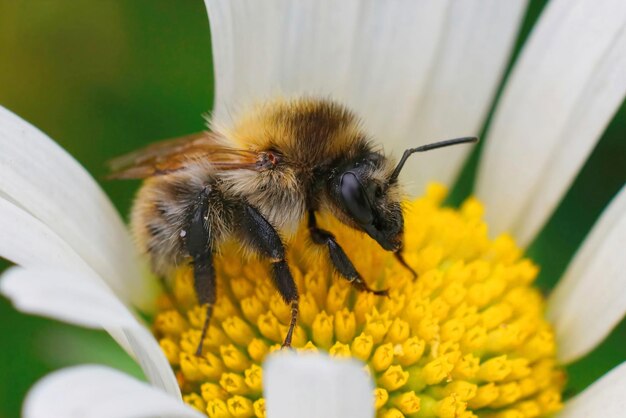 Photo closeup on a brownbanded bumblebee bombus pascuorum on a yellow flower