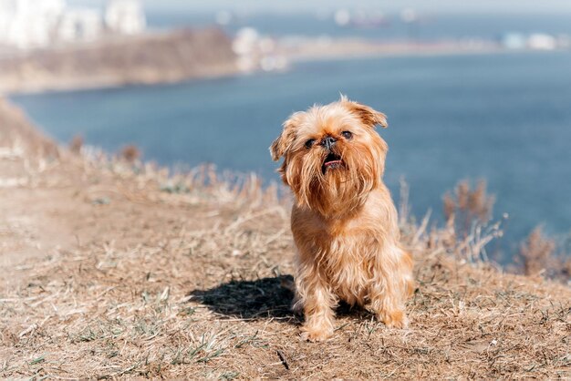 Closeup of a Brussels Griffon dog in front of the sea