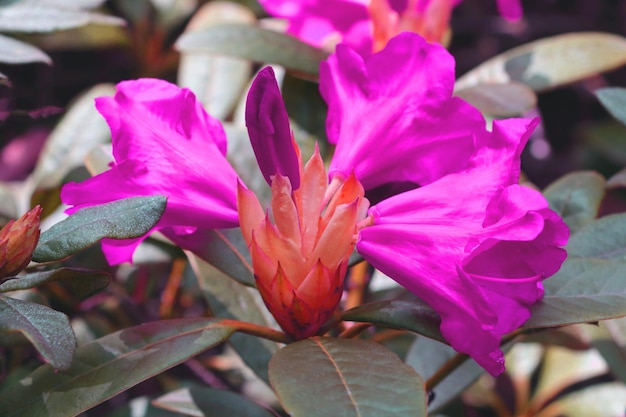 Closeup of a bud of flowering azalea in the park in the spring