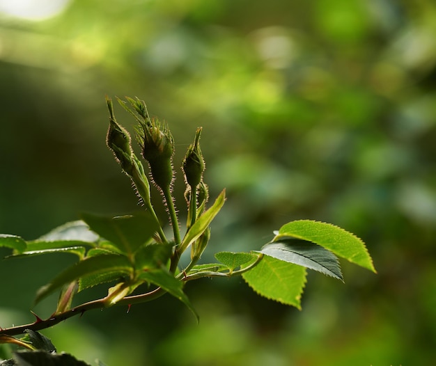 Closeup of budding Dog roses on a summers day with a blurry background and copyspace Zoom on rose buds growing in a landscape area or garden Blooming flowers useful for essential oil and fragrance