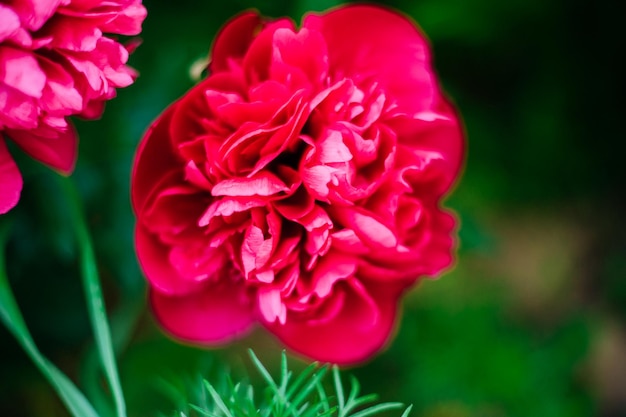 Closeup of a budding pink peony Green natural background Beautiful bokeh