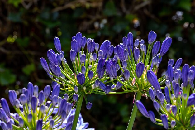 Closeup of buds of an african lily agapanthus