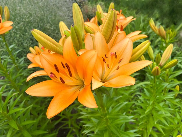 Photo closeup of the bulbous lily lilium bulbiferum