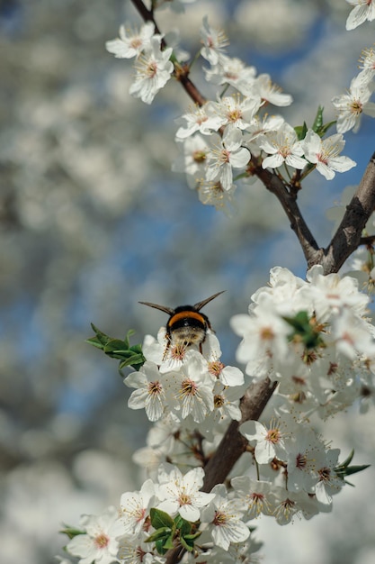 Closeup of bumble bee pollinating flowers of blooming cherry tree in spring orchard