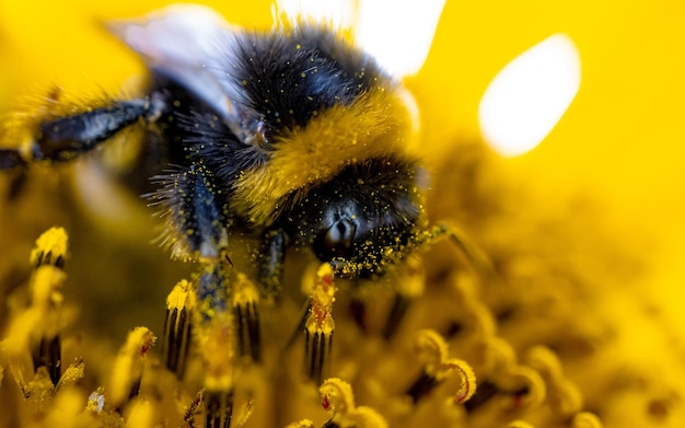 Closeup of a bumblebee from the front covered in pollen on a wild sunflower flower