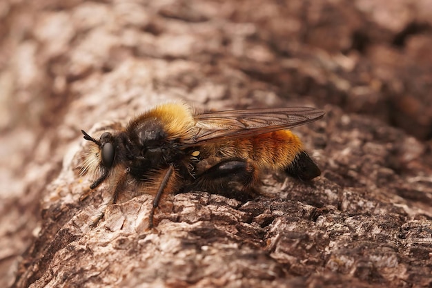 Closeup on the bumblebee robberfly, Laphria flava sunbathing on a piece of wood