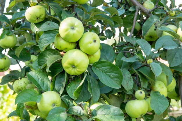 Closeup of a bunch of bio organic red apples growing on the branches of an apple tree in an orchad