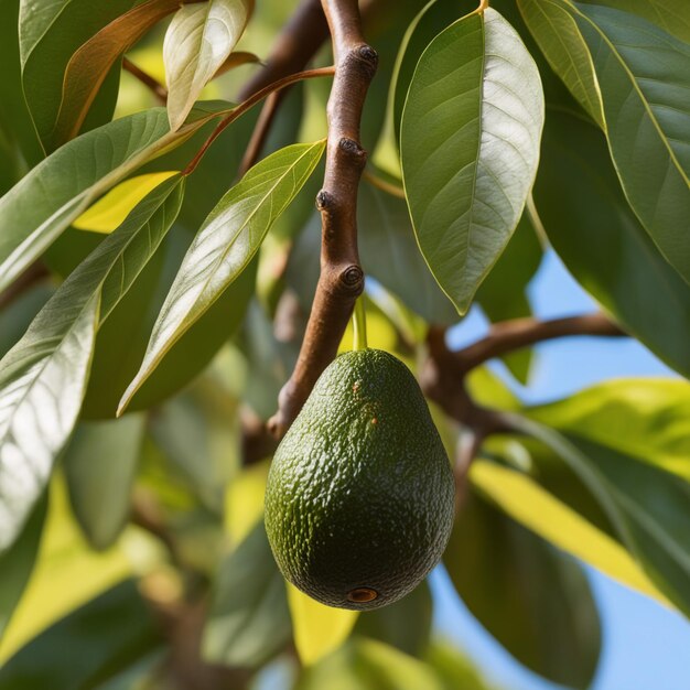 Foto close-up di un grappolo di avocado fresco sull'albero