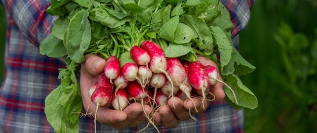 Foto primo piano di un mazzo di ravanelli appena raccolti nelle mani di un agricoltore