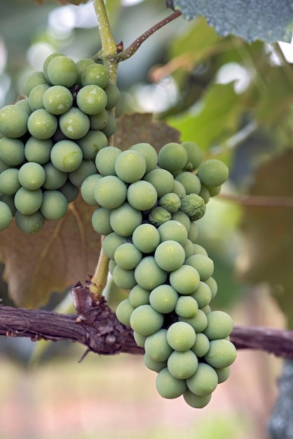 Closeup of bunch of grapes in the vine